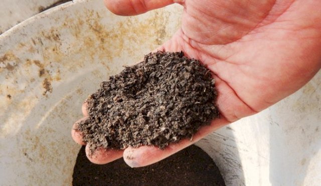 Estudian usar harina de insectos como alimento para el ganado