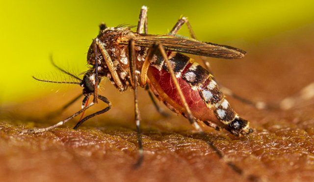 casos de dengue 