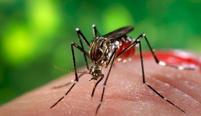 dengue321
