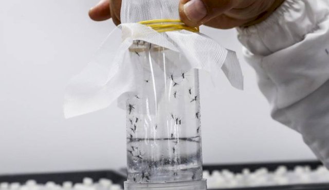 DENGUE 