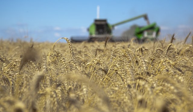 campo