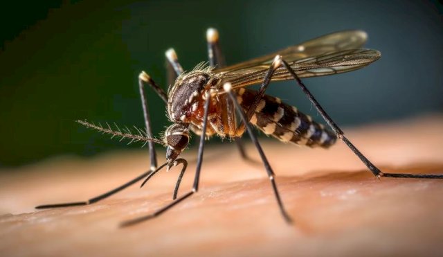 dengue1234