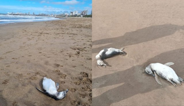 Hallan alrededor de 40 pingüinos muertos en las playas de Mar del Plata