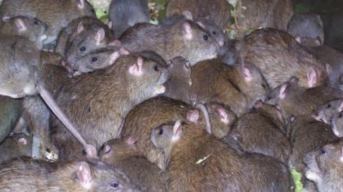 ratas