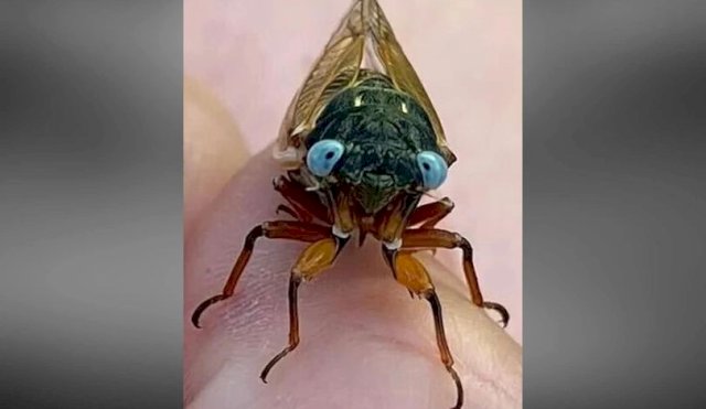 Encontraron cigarras extremadamente raras con ojos azules en Estados Unidos